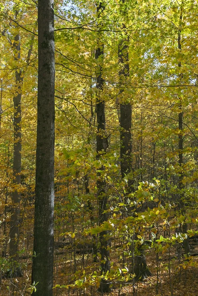 Kurtz Woods State Natural Area — Old-Growth Forest Network